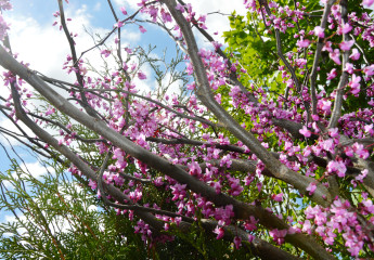 Columbus Garden Center - Spring - Redbud Trees in Bloom