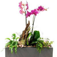Orchid Living Art Rotation